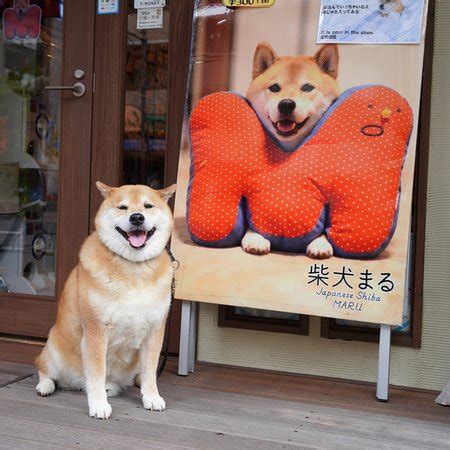 Shiba Store Bodog